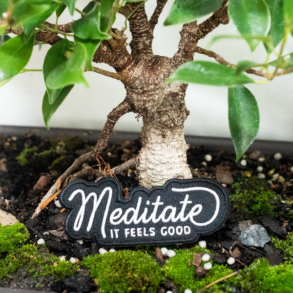 Meditation gift with green ficus bonsai